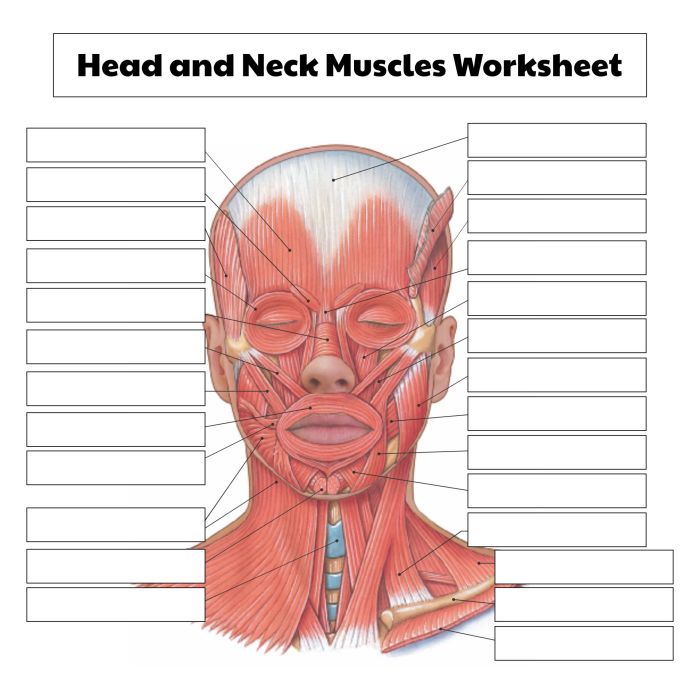 Muscle labeling worksheet with answers