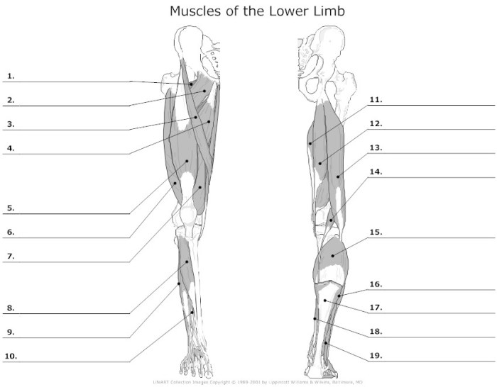 Muscle labeling worksheet with answers