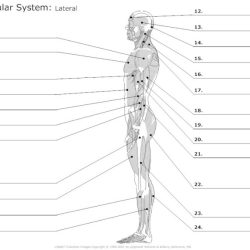 Muscle labeling worksheet with answers