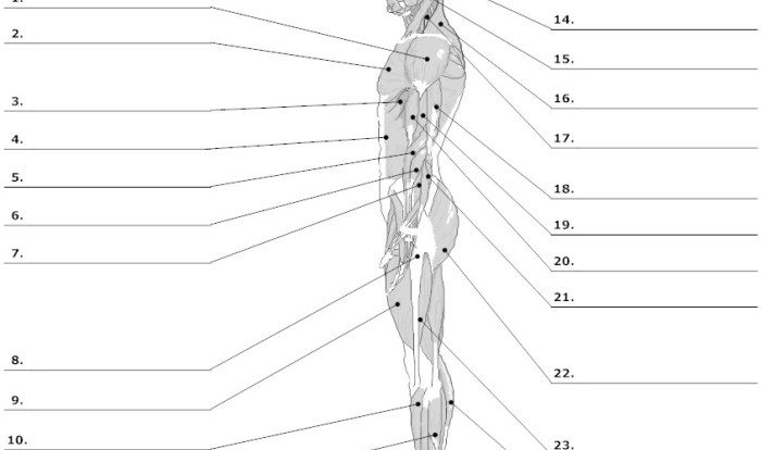 Muscle labeling worksheet with answers