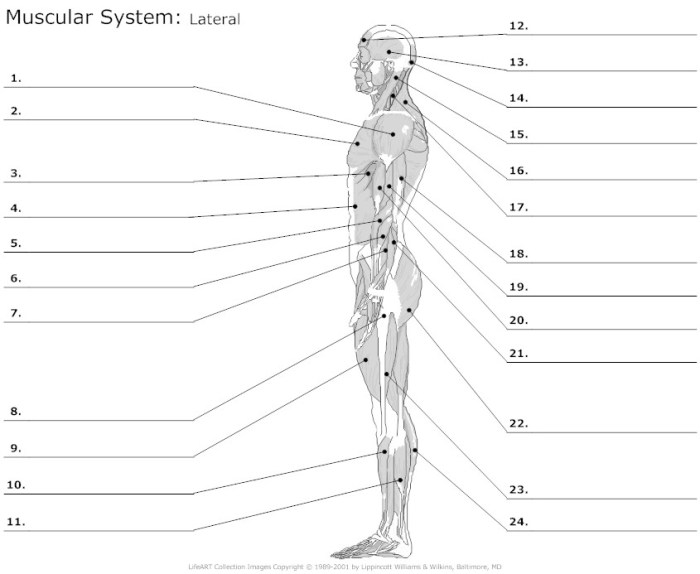 Muscle labeling worksheet with answers