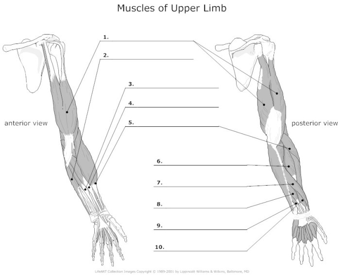 Muscle labeling worksheet with answers