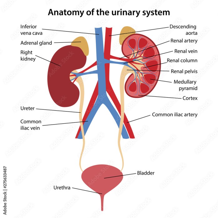 Urinary system label anatomy quiz answers