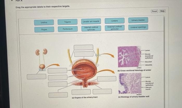 System anatomy labeled model urinary human kidney physiology models tract body renal lab respiratory diagram medical nursing systems google schools