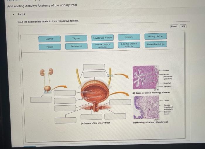 System anatomy labeled model urinary human kidney physiology models tract body renal lab respiratory diagram medical nursing systems google schools