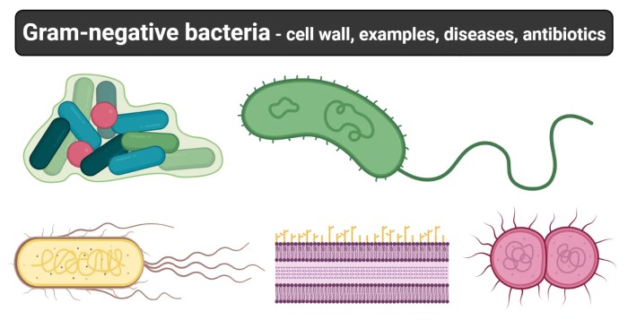 All of the following are characteristics of campylobacter jejuni except