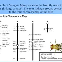 Drosophila simulation - patterns of heredity answer key