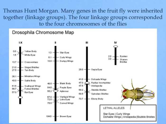 Drosophila simulation - patterns of heredity answer key