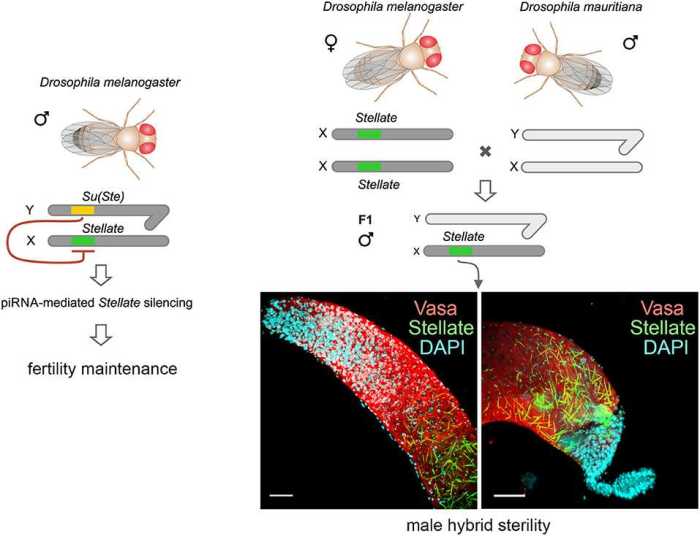 Drosophila simulation - patterns of heredity answer key