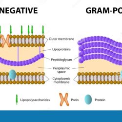 Gram negative bacteria microbiology medbullets identification salmonella non shigella step algorithm classification cocci typhi gramnegative aerobic rod differential diagnosis oxidase