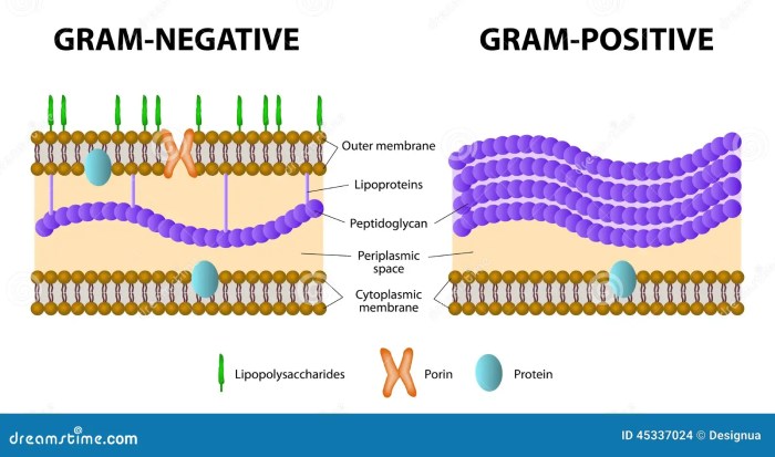 Gram negative bacteria microbiology medbullets identification salmonella non shigella step algorithm classification cocci typhi gramnegative aerobic rod differential diagnosis oxidase