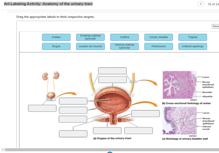 Art-labeling activity anatomy of the urinary tract