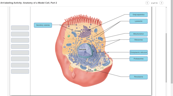 Art-labeling activity anatomy of the urinary tract